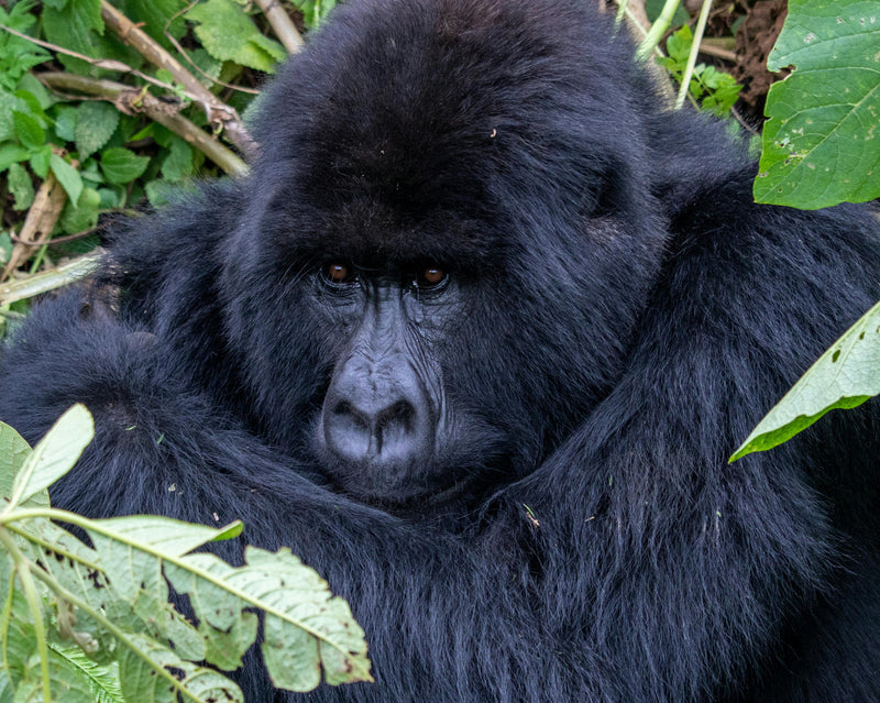 Close-up of a gorilla surrounded by green foliage