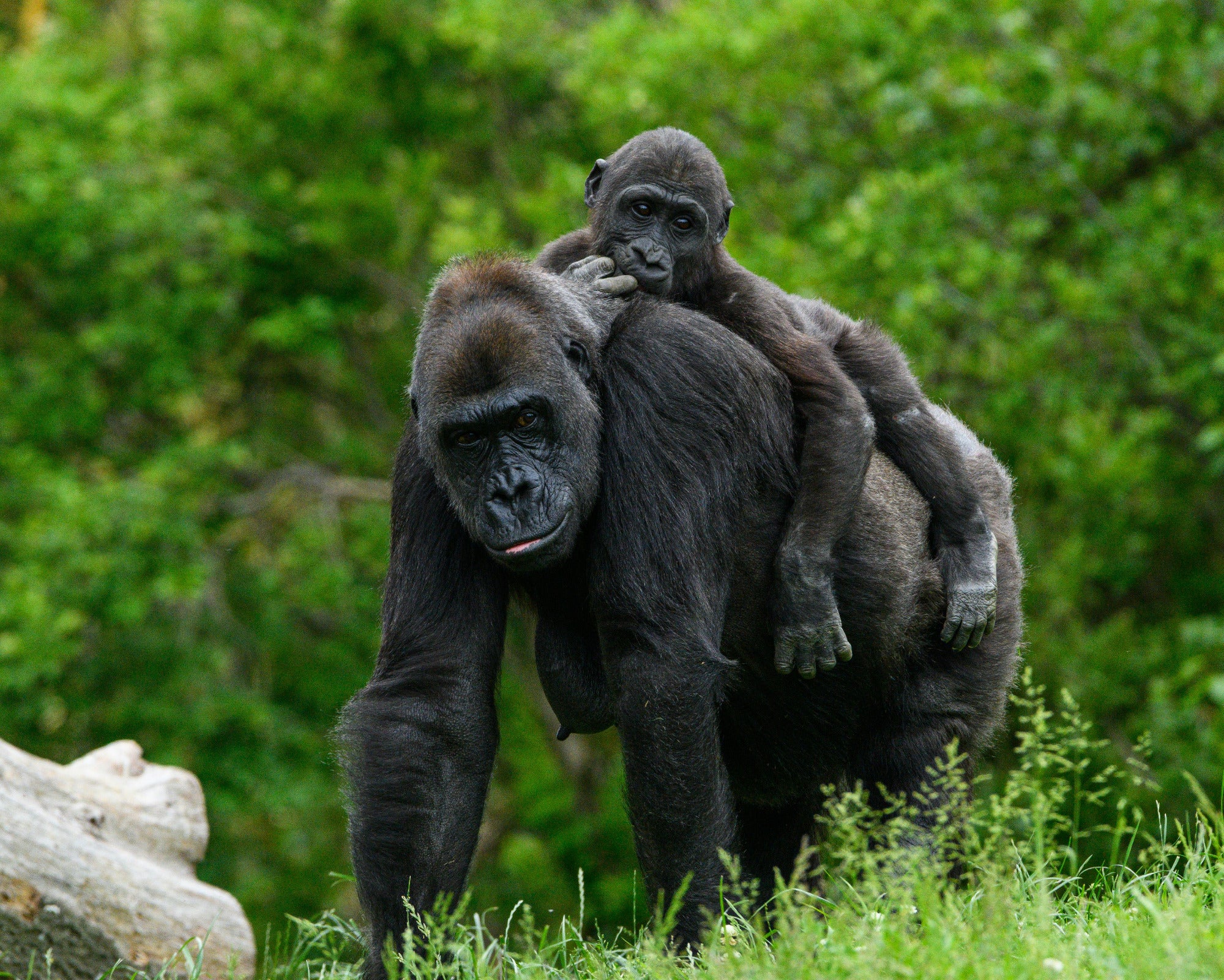 Gorilla with a baby on its back in a natural setting