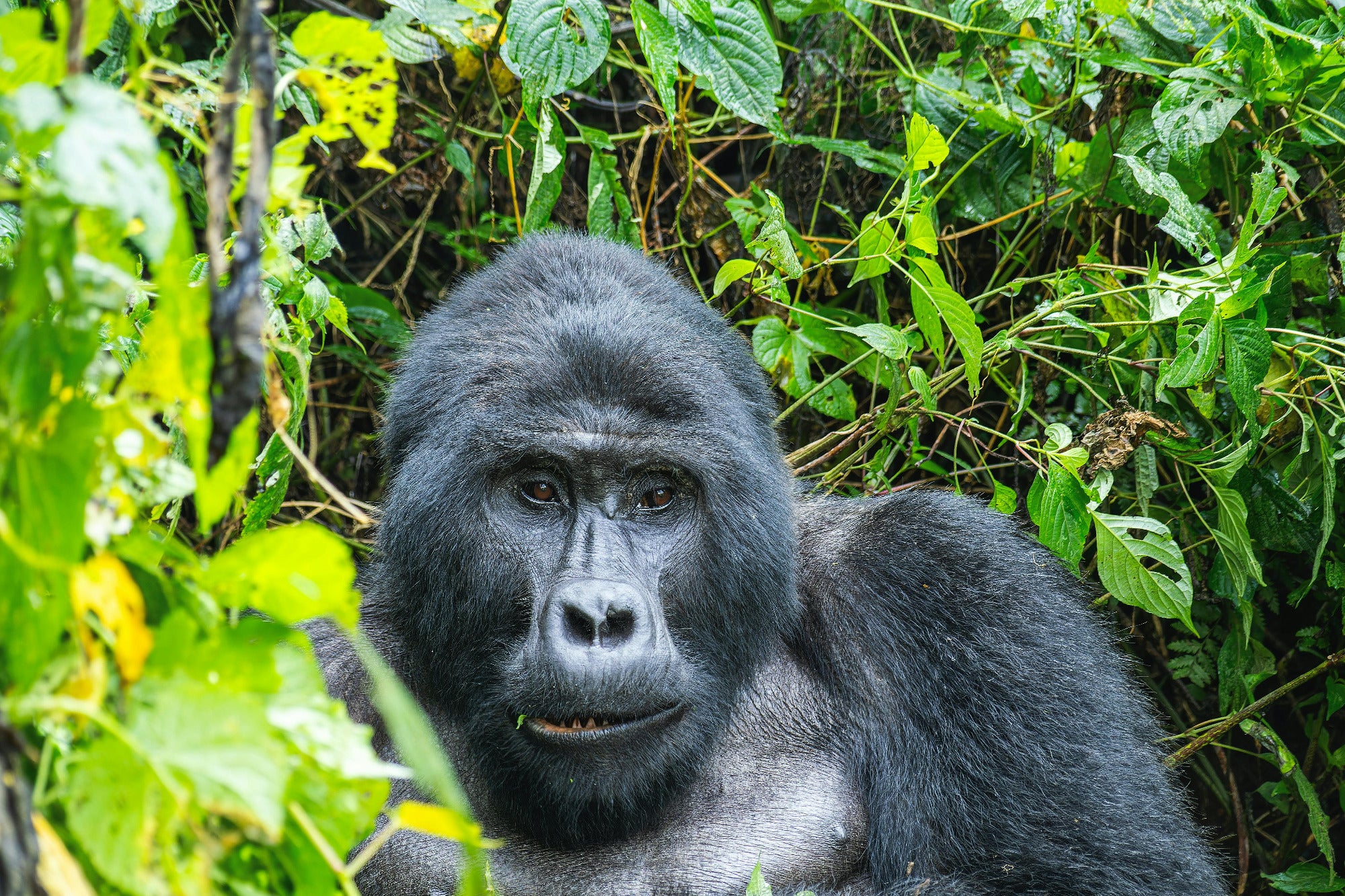 Gorilla in a forest setting
